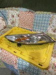 2011-2014 Nissan Juke Drivers Corner /park Light Lamp Turn Signal Oem Head. Fixed Price $80.00.